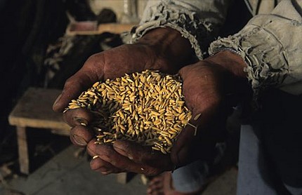 A Hani farmer is holding his traditional rice seeds in his hand, Yunnan Province, China.