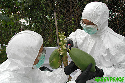 Greenpeace food safety patrol activists help an organic farmer to remove all GE papaya trees and other contaminated papayas from his organic farm.