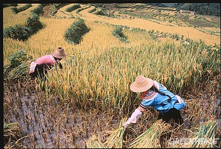 中國。通過基因改造技術而生產的水稻，正威脅著傳統生態農業的正常發展。