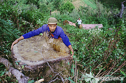 Yunnan farmers protected their ancient forests from APP's illegal logging activities.